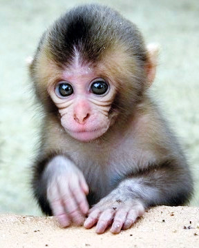 日本一动物园举行猴子选美由游客进行投票