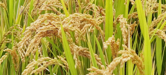 摄影报道)秋风送爽,滨城大地一片丰收的喜人景象,8000亩水稻进入结实