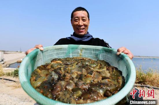 9月26日，乐亭县一家海参养殖基地的员工展示收获的海参。　刘江涛 摄