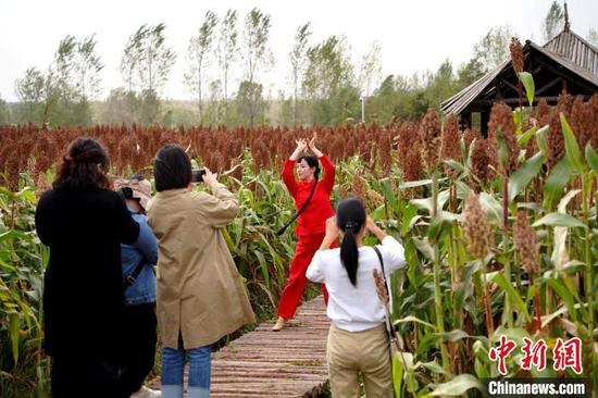 图为游客在红高粱地里游览拍照。　王友 摄