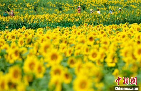 图为福州民众在向日葵花田中赏花。　张斌 摄