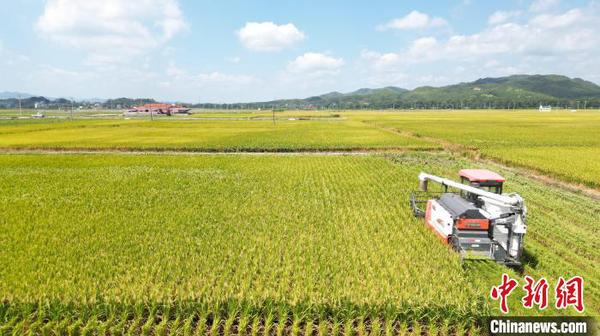 农户们抓住晴好天气驾驶收割机穿梭在田里，一次性完成稻谷脱粒、秸秆粉碎。　长汀县融媒体中心供图