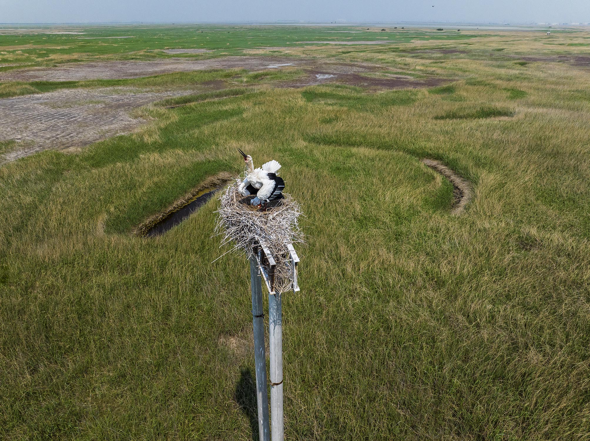 津滨网讯（记者 贾磊 摄影报道）5月10日，进入到了“初夏”季节，在滨海新区北大港湿地依然有30多万只候鸟在这里栖息，筑巢繁殖后代，东方白鹳、黑翅长脚鹬等部分候鸟已经繁衍出后代，不少野鸭，燕鸥、苍鹭、白鹭等候鸟依然在这里栖息觅食。“初夏”的北大港湿地景美如画，候鸟、草木、湿地、湖水，返璞归真的自然景观，构成了一幅生机勃勃的美丽生态画卷。