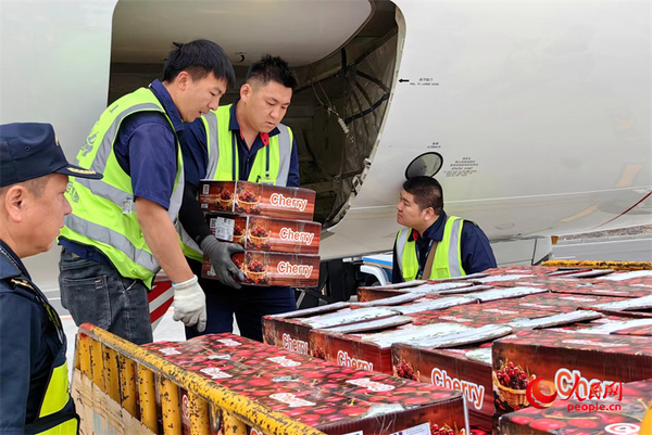 塔吉克斯坦进口樱桃由南航物流公司“腹舱带货”运输抵达乌鲁木齐。张聪 摄