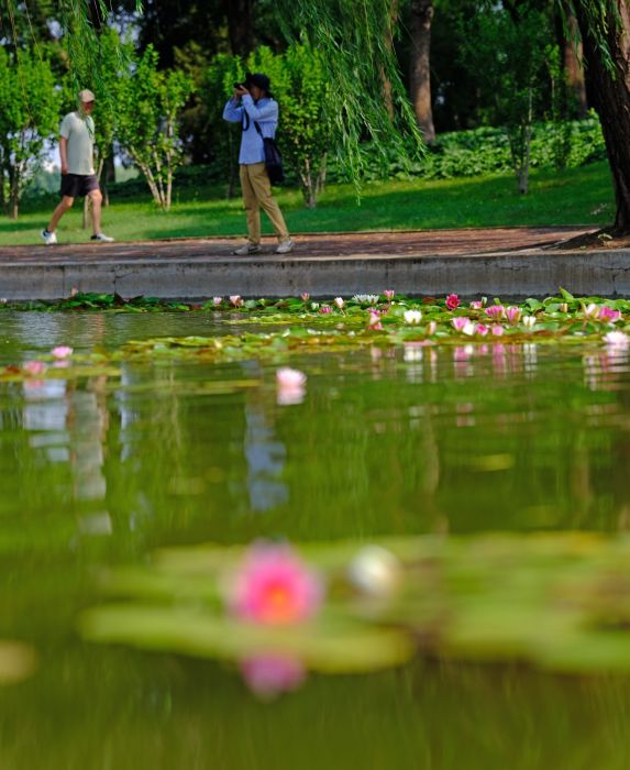 津滨海讯（记者 贾磊 摄影报道）7月5日，在小暑节气即将到来时，天气炎热，也正是荷花盛放之时，“接天莲叶无穷碧，映日荷花别样红”，滨海新区泰丰公园的多处池塘内睡莲、荷花盛开，柳叶之间点缀着星星点点的嫣红，野鸭带着鸭宝宝在茂密的芦苇丛和莲叶间悠闲游动，构成一幅夏日生态美景，吸引市民驻足观看。