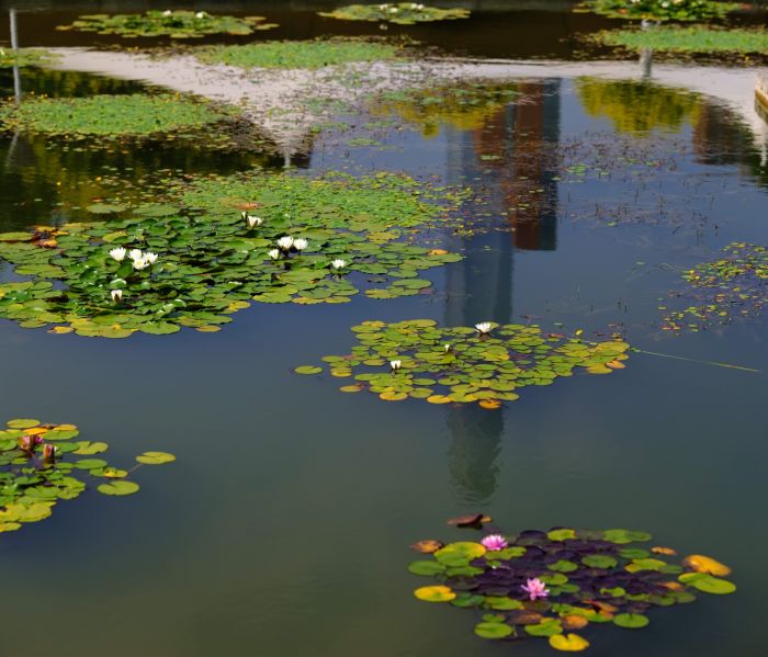 津滨海讯（记者 贾磊 摄影报道）7月5日，在小暑节气即将到来时，天气炎热，也正是荷花盛放之时，“接天莲叶无穷碧，映日荷花别样红”，滨海新区泰丰公园的多处池塘内睡莲、荷花盛开，柳叶之间点缀着星星点点的嫣红，野鸭带着鸭宝宝在茂密的芦苇丛和莲叶间悠闲游动，构成一幅夏日生态美景，吸引市民驻足观看。