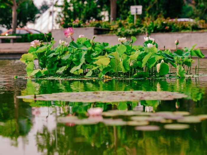 津滨海讯（记者 贾磊 摄影报道）7月5日，在小暑节气即将到来时，天气炎热，也正是荷花盛放之时，“接天莲叶无穷碧，映日荷花别样红”，滨海新区泰丰公园的多处池塘内睡莲、荷花盛开，柳叶之间点缀着星星点点的嫣红，野鸭带着鸭宝宝在茂密的芦苇丛和莲叶间悠闲游动，构成一幅夏日生态美景，吸引市民驻足观看。