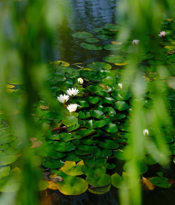 津滨海讯（记者 贾磊 摄影报道）7月5日，在小暑节气即将到来时，天气炎热，也正是荷花盛放之时，“接天莲叶无穷碧，映日荷花别样红”，滨海新区泰丰公园的多处池塘内睡莲、荷花盛开，柳叶之间点缀着星星点点的嫣红，野鸭带着鸭宝宝在茂密的芦苇丛和莲叶间悠闲游动，构成一幅夏日生态美景，吸引市民驻足观看。