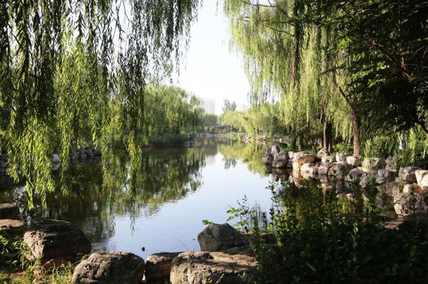 津滨网讯（记者 戈荣喜 摄影报道）8月11日，在持续多日的阴雨天气过后，天空终于放晴，滨城清晨迎来了初秋的凉爽天气。以下组图为滨海新区河西公园初秋的景色。