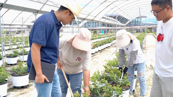 资讯有故事 | 秘鲁青年马赛：我在中国种蓝莓 销量一年比一年好