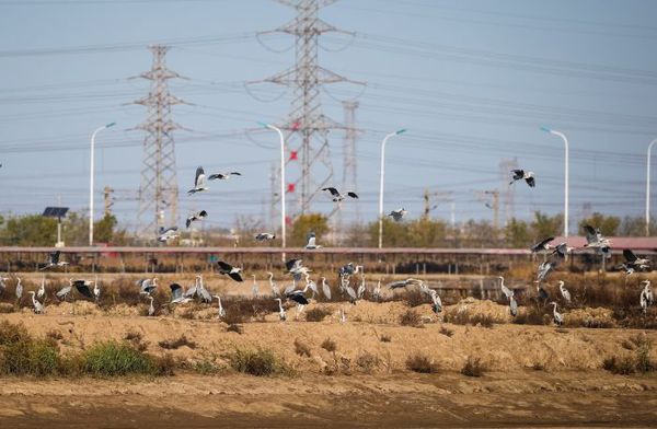 津滨网讯（记者 贾磊 摄影报道）11月17日，秋冬时节的潮白新河、蓟运河畔宛如一幅灵动的画卷。芦花在微风中荡漾，似层层雪浪，与波光粼粼的河面相互映衬，构成了如诗如画的美景。这里成为了候鸟的天堂，苍鹭、白鹭、白琵鹭、反嘴鹬等各类候鸟纷纷聚集于此栖息。它们仿若舞动的精灵，自由地展示着生命的活力。时而展翅翱翔于宽阔的河面之上，那矫健的身姿在天空划过优美的弧线；时而在岸边悠然觅食嬉戏，一举一动为这片宁静的水域增添了无限生机。